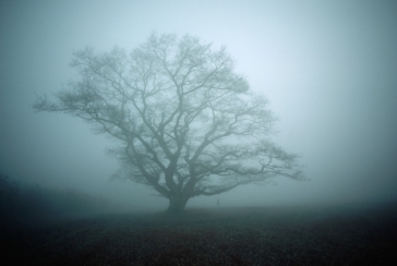 Результат пошуку зображень за запитом "дерева в тумані"